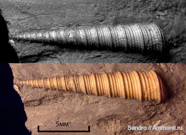 Clathrobaculus, ?, Clathrobaculus fahrenkohli