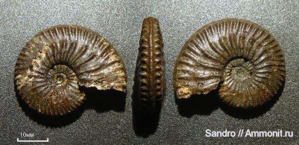 Amoeboceras, Amoeboceras serratum, ? Amoeboceras, Amoeboceras serratum, ?