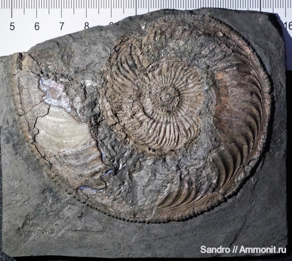 Amoeboceras, Amoeboceras ilovaiskii