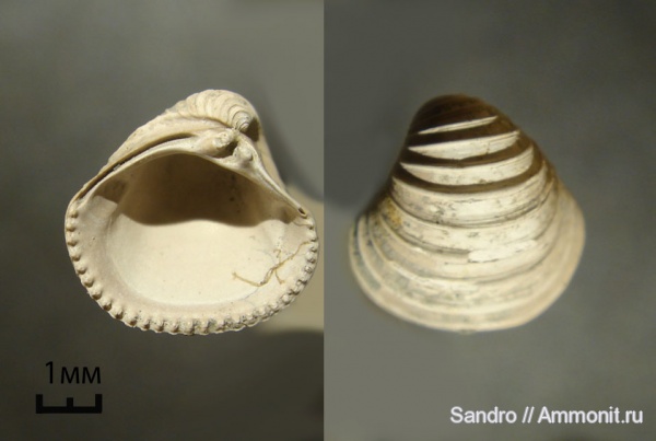 Astarte, Astarte cordata, Trautscholdia, Trautscholdia cordata