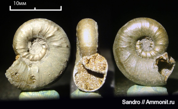 Euaspidoceras Euaspidoceras