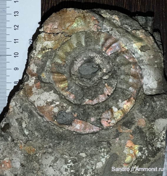 ?, Pictonia, Pachypictonia