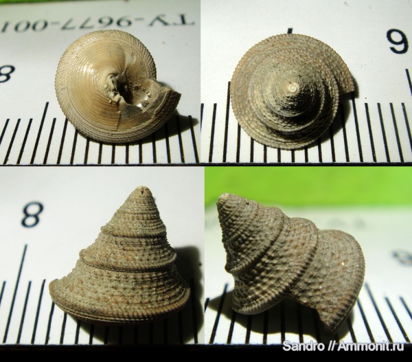 Ueckerconulus rouillieri, Ueckerconulus