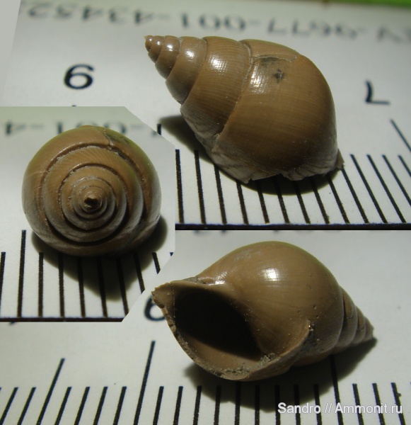 Pictavia, Pictavia laevigata