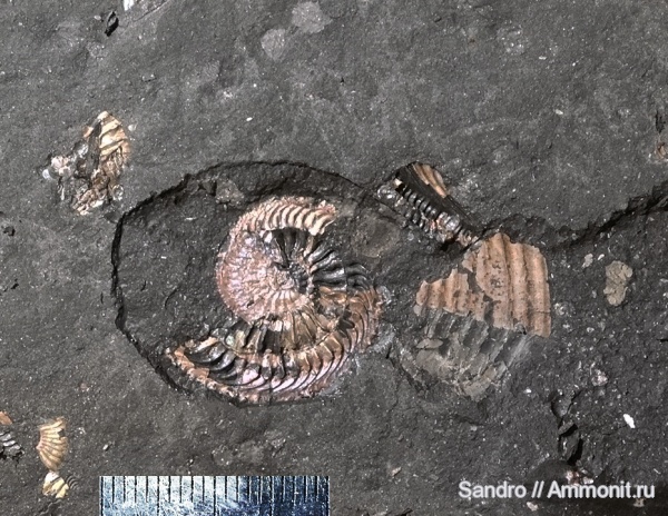 фрагмоконы, phragmocones