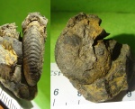 Novocadoceras cuneatum из конкреции