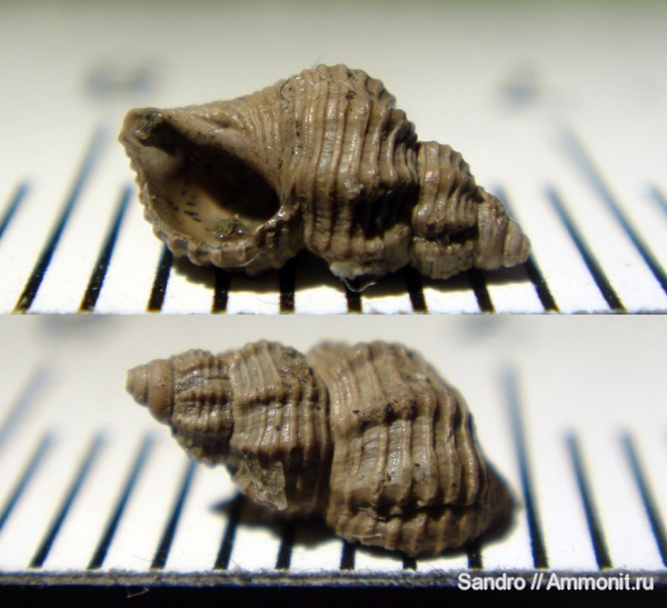 Maturifusus conspiquus, Maturifusus