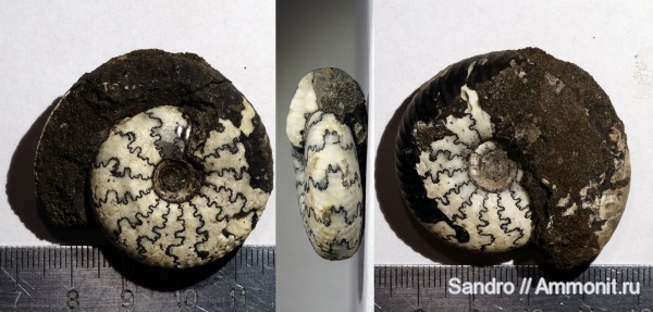 Craspedites, Craspedites subditus