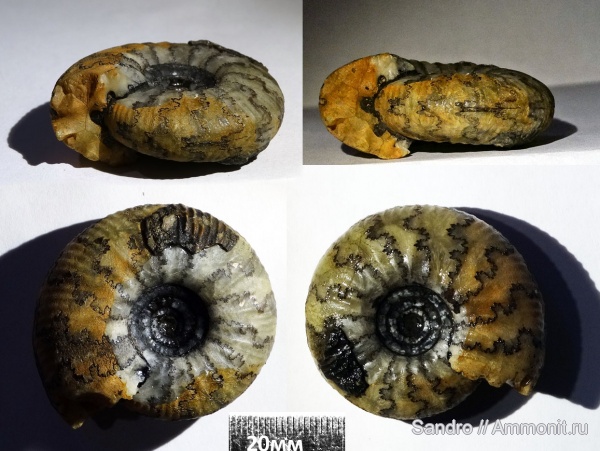 Craspedites, Craspedites subditoides