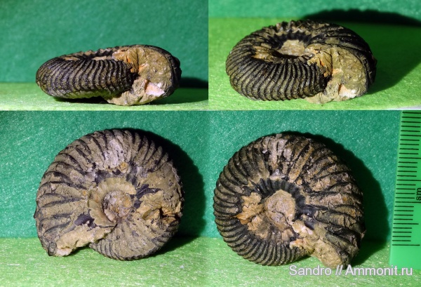 Surites, ?, Surites analogus