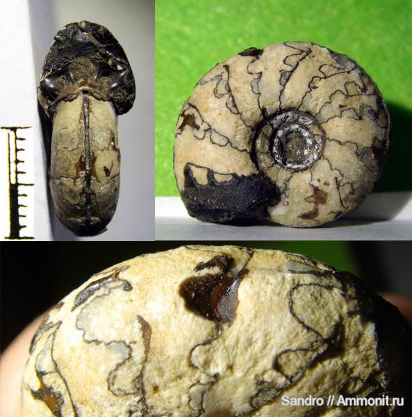 Craspedites, мембраны, cameral membranes