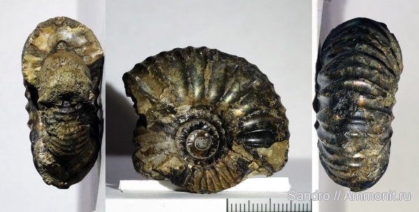 Craspedites, Surites, ?