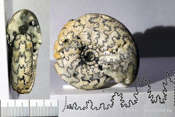 Craspedites, Craspedites subditus, лопастные линии