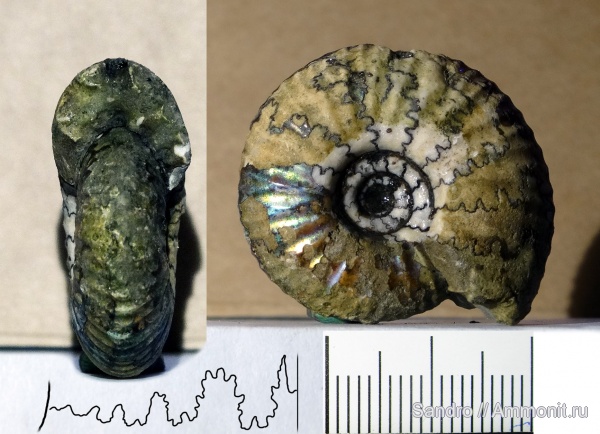 Craspedites, ?, лопастные линии