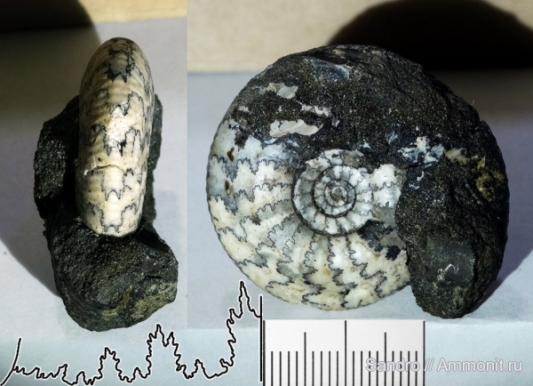 Craspedites, лопастные линии