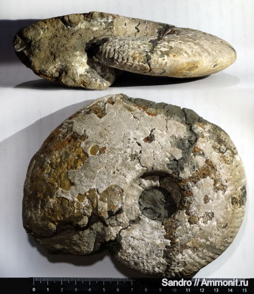 Quenstedtoceras, Quenstedtoceras lamberti