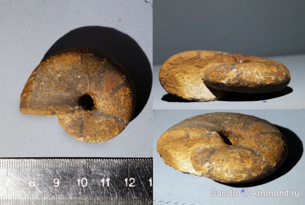 ?, Calliphylloceras, hylloceratidae