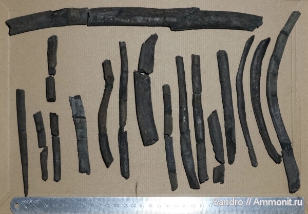 водные рептилии