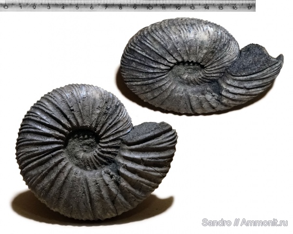 Virgatites, Virgatites virgatus