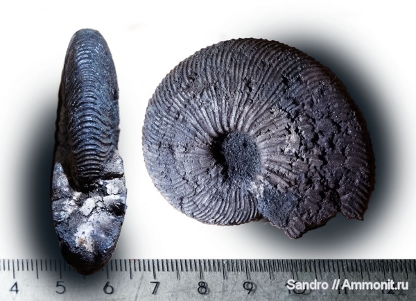 Virgatites, Virgatites gerassimovi