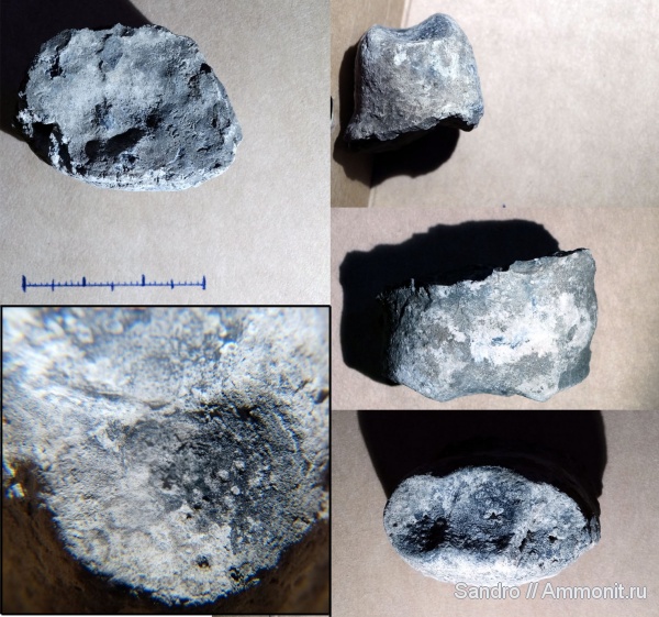 Cyclocrinus, holdfast