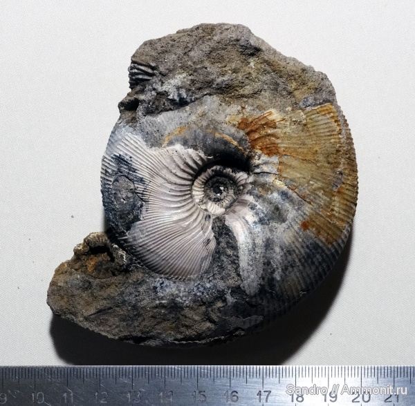 Kepplerites, ?