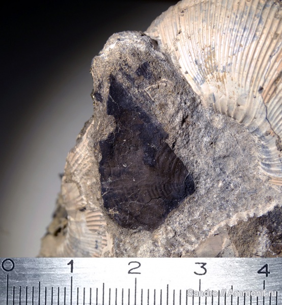 аптихи, Sigaloceras