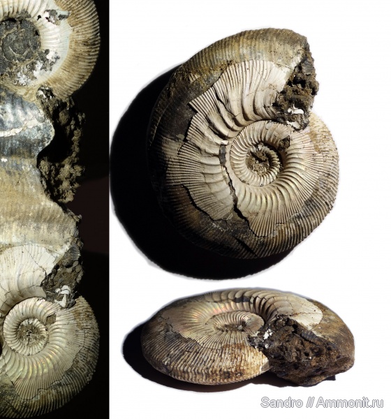 Kepplerites, ?, Sigaloceras, устье