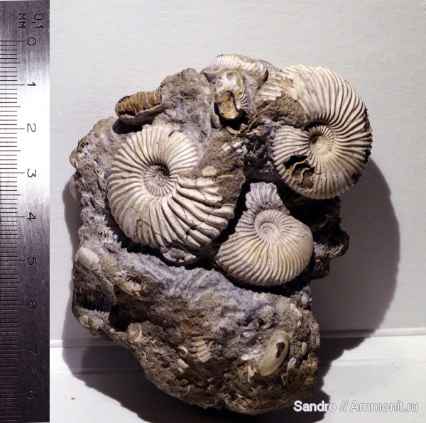 Pseudocadoceras, Novocadoceras, Novocadoceras sasonovi