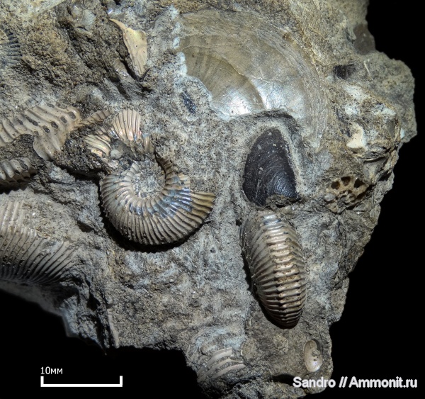 аптихи, Sigaloceras, Toricellites