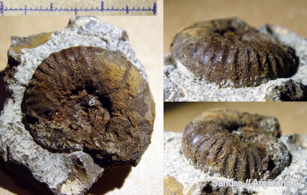 ?, Pseudogregoryceras