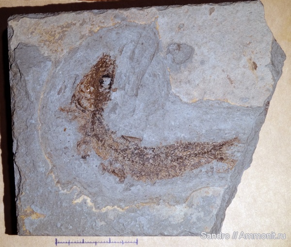 Краснодарский край