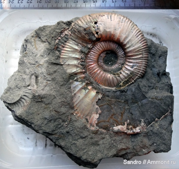 Binatisphinctes, ушки, вентральные укусы