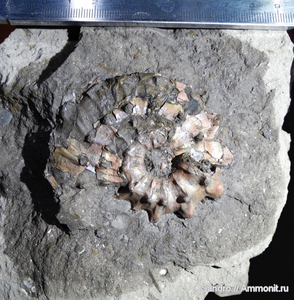 Kosmoceras, Kosmoceras pollux