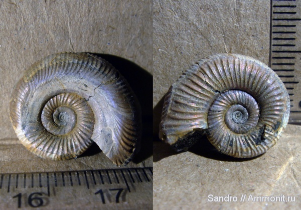 Binatisphinctes, прижизненные повреждения, ammonoid sublethal injuries