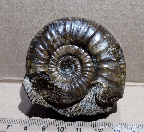 Indosphinctes, ?, Indosphinctes nikitinoensis, Anaplanulites