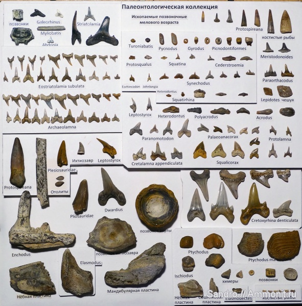 Cretalamna, Polyacrodus, Ptychodus, Cretoxyrhina, Archaeolamna, Striatolamia, Protosqualus, Johnlongia, Eorinchodon, Arcrodus