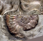 Палеонтологи меряются "Ушками"