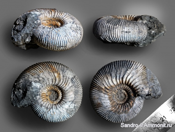 Kepplerites, Kepplerites gowerianus