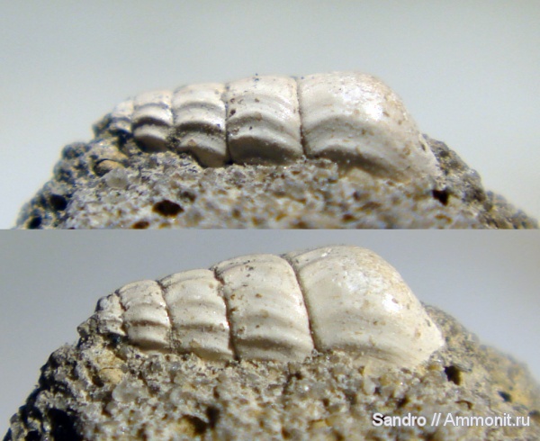 Boreomica, Boreomica arenosa