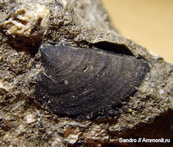 аптихи, Sigaloceras