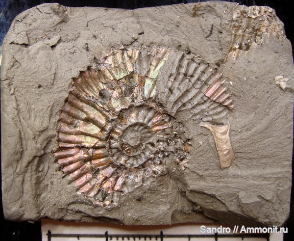 ушки, Toricellites, Toricellites unzhensis