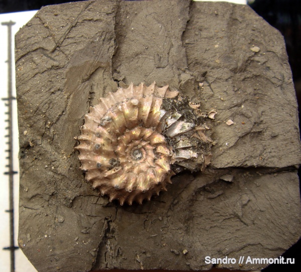 Toricellites, Toricellites unzhensis