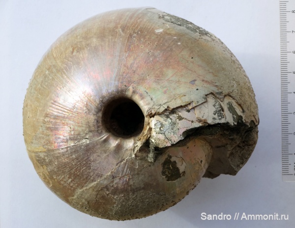 Cadochamoussetia, Cadochamoussetia surensis