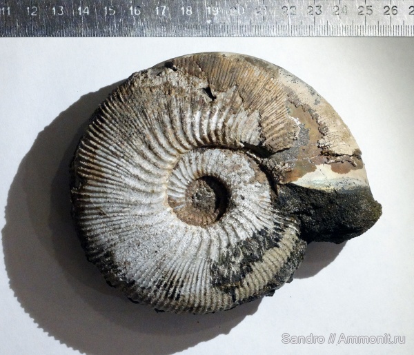 Kepplerites, ?, Kepplerites traillensis