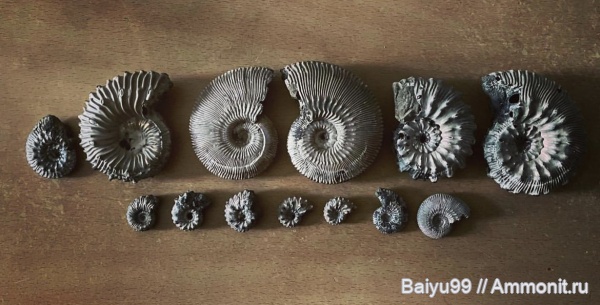 юра, Kosmoceras, Ammonites, Callovian