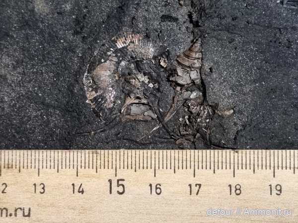 Московская область