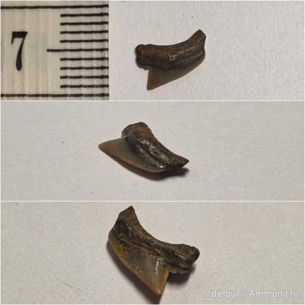 мел, Squalicorax, сеноман, Шацк, Малый Пролом