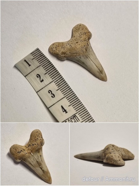 мел, сеноман, Cretoxyrhina, Шацк, Малый Пролом