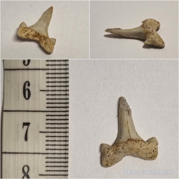 мел, Cretalamna, сеноман, Шацк, Малый Пролом